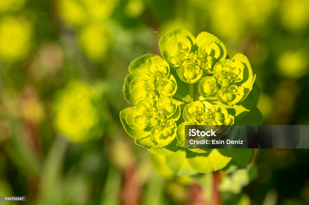 Planta De La Flor Salvaje En Naturaleza Foto de stock y más banco de imágenes de Aire libre - iStock Planta De La Flor Salvaje En Naturaleza Foto de stock y más banco de imágenes de Aire libre - iStock