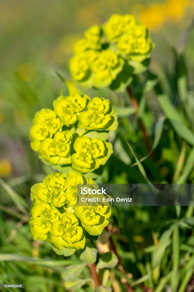 Planta De La Flor Salvaje En Naturaleza Foto de stock y más banco de imágenes de Aire libre - iStock Planta De La Flor Salvaje En Naturaleza Foto de stock y más banco de imágenes de Aire libre - iStock