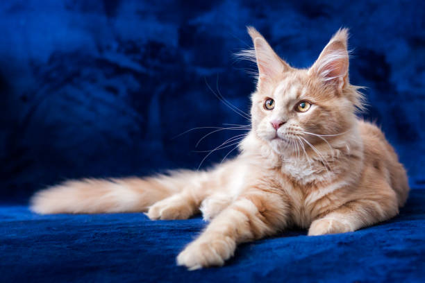 istock Adorable small maine coon cream tabby kitten lying on a blue background 1134753141