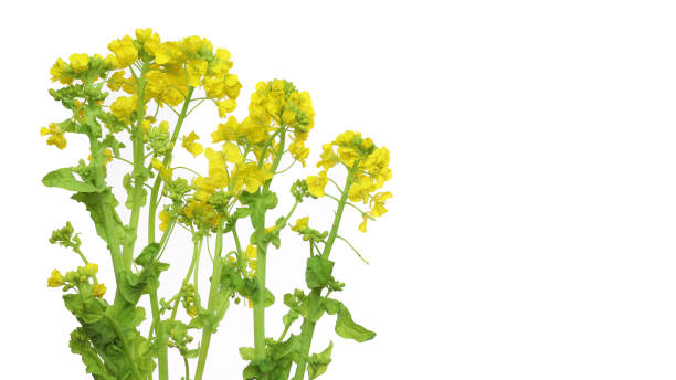 istock canola flowers in a white background 1134753230