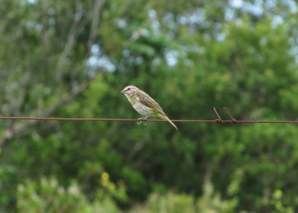 istock Female Saffron Finch 1134753360