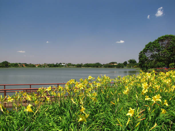 istock Yellow flowers and a dam 1134753570