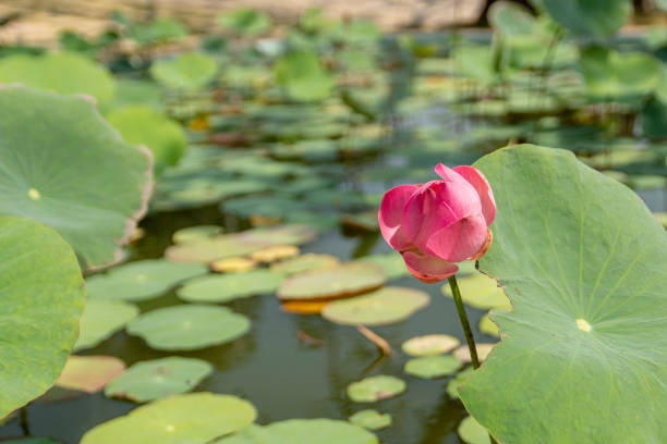 蓮の花 (ハスカヤ) を閉じる方法について。 - lotus pink petal closed ストックフォトと画像