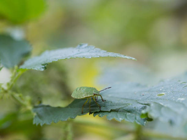 istock The green shield bug nymph - Palomena prasina - a European shield bug 1134754231