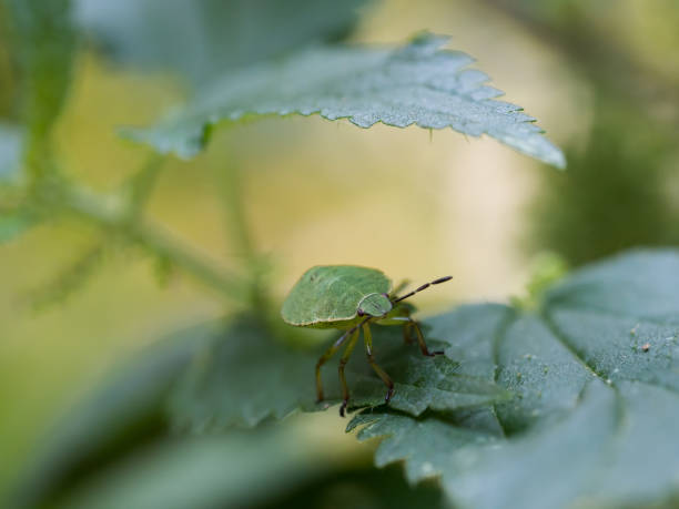 istock The green shield bug nymph - Palomena prasina - a European shield bug 1134754232