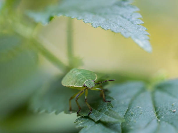 istock The green shield bug nymph - Palomena prasina - a European shield bug 1134754235