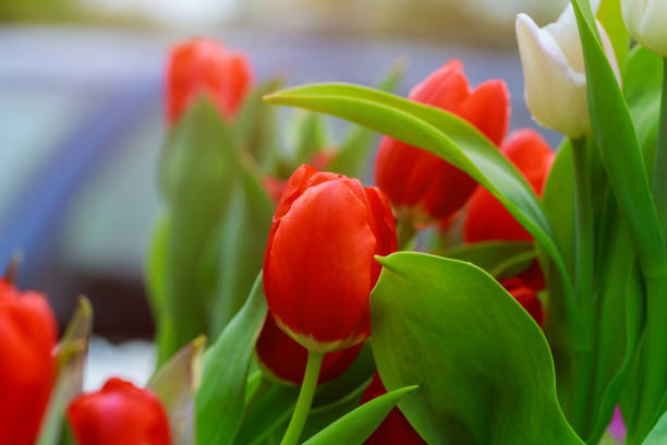 istock Spring flower with red tulip flowers. 1134754501