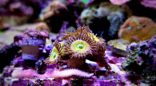 istock Sunny-D Zoanthus small frag colony polyps 1134754520