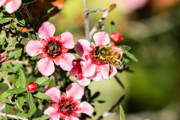 小さなピンクの花に蜂蜜蜂, カリフォルニア州 - vibrant color horizontal japan branch ストックフォトと画像