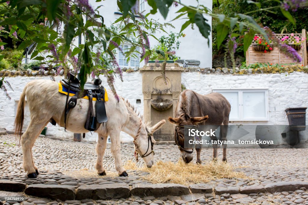Cute Boy With Donkeys Stock Photo - Download Image Now - Feeding, Teenager,  Agriculture - iStock