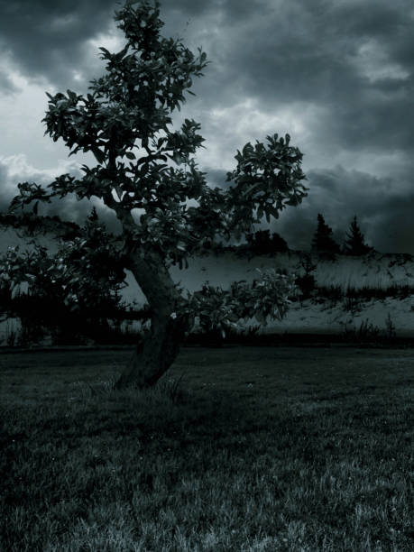 istock illustration of dark scary background with an old tree 1134757758