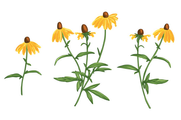 손으로 그려진 된 rudbeckia 꽃 라인 드로잉 벡터 세트 - yellow flower black eyed susan summer stock illustrations
