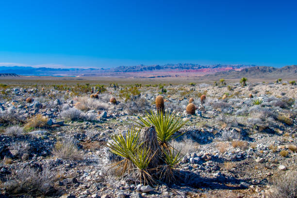 Lake Mead Cactus Vista