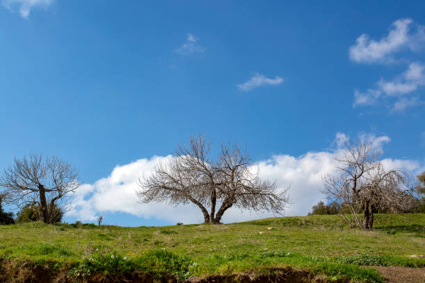 istock Trees in green meadows in spring season. 1134760352