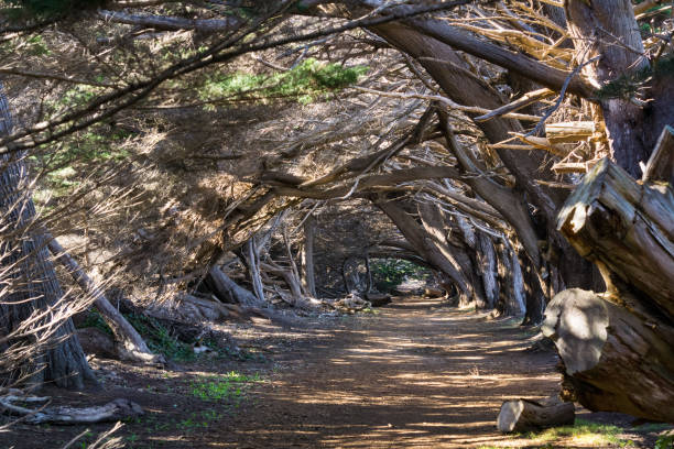 szlak przez drzewa monterey cypress (cupressus macrocarpa), kalifornia - big cypress zdjęcia i obrazy z banku zdjęć