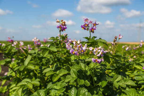 istock Field of flowering potato 1134761907