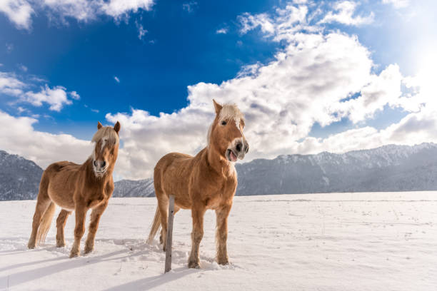 istock Two Haflinger horses on the winter meadow and mountain peaks on background. 1134762543