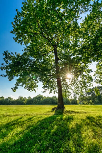 istock Green oak with sun in the branches in summer 1134762625