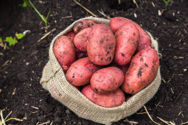istock Harvest potatoes in burlap sack 1134762640