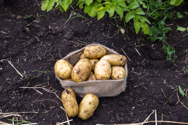 istock Harvest potatoes in burlap sack 1134762728
