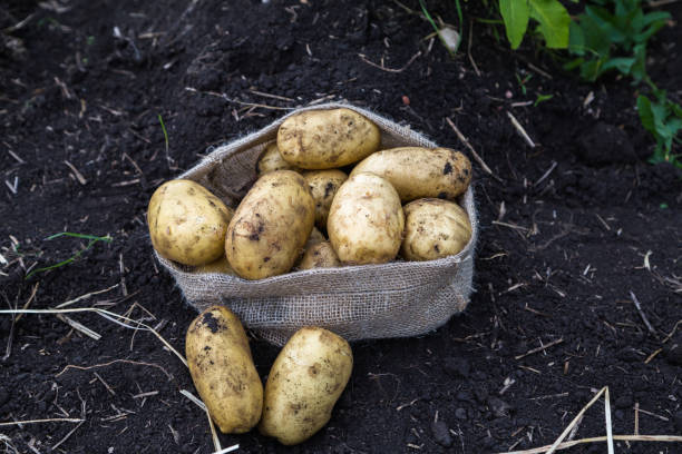istock Harvest potatoes in burlap sack 1134762748