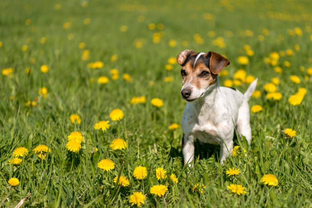 istock old Jack Russell Terrier dog 10 years old standing a green spring meadow 1134762822