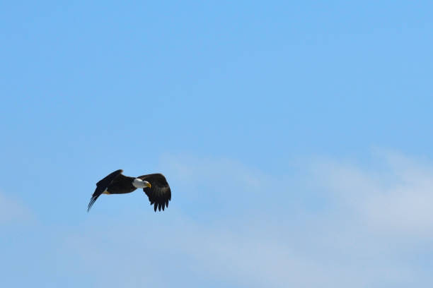 istock Bald Eagle Soaring in the Blue Sky Nova Scotia Canada 1134764329