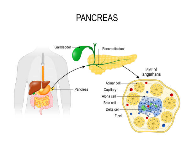 pancreatic islets. silhouette of Human with highlighted internal organs. Closeup of pancreas and  islets of Langerhans. pancreatic islets. pancreas is an organ of the digestive system and endocrine system. silhouette of Human with highlighted internal organs. Closeup of pancreas and  islets of Langerhans. Vector illustration for biological, medical, science and educational use glycogen stock illustrations