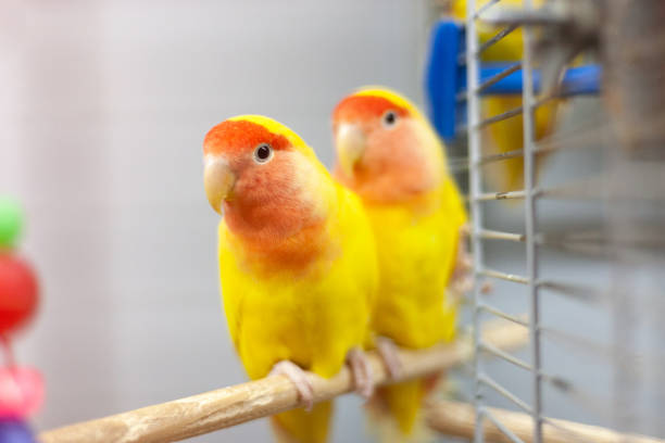 two colorfull lovebirds. red and yellow colors. troplical pets. - inseparável de fisher imagens e fotografias de stock