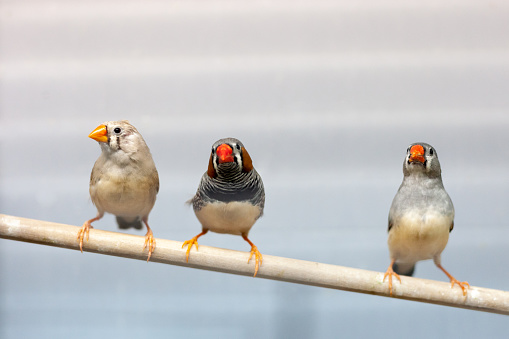 three finch birds at branch. lovely colorful domestic pets birds.