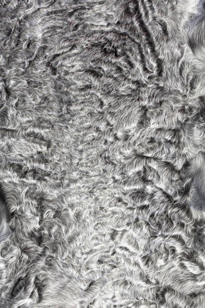 istock Directly above shot of Persian lamb leather 1134768813