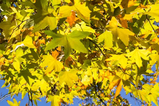 Photo of Western sycamore leaves in autumn, California