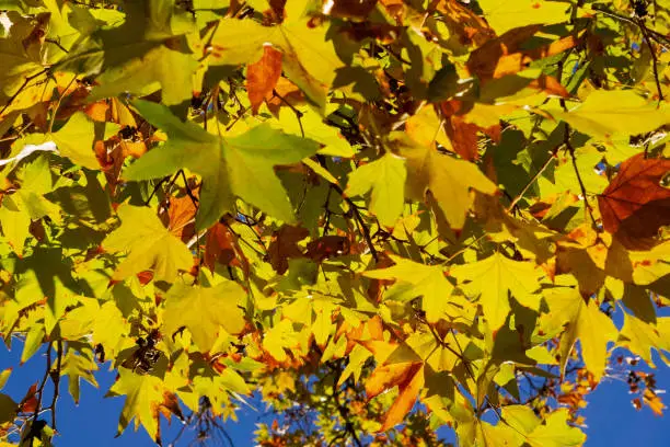 Photo of Western sycamore leaves in autumn, California