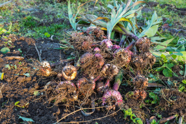 istock Gladiolus bulbs dug in November 1134770663