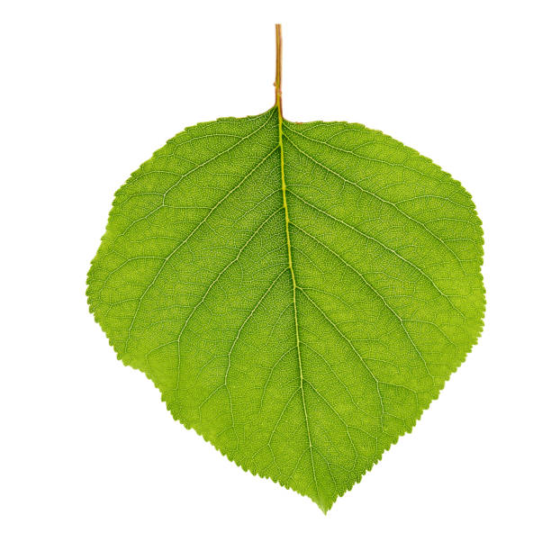 istock Green apricot leaf isolated on white background 1134770951