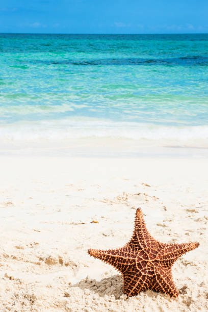 istock Starfish on a Beach in the Bahamas 1134771770