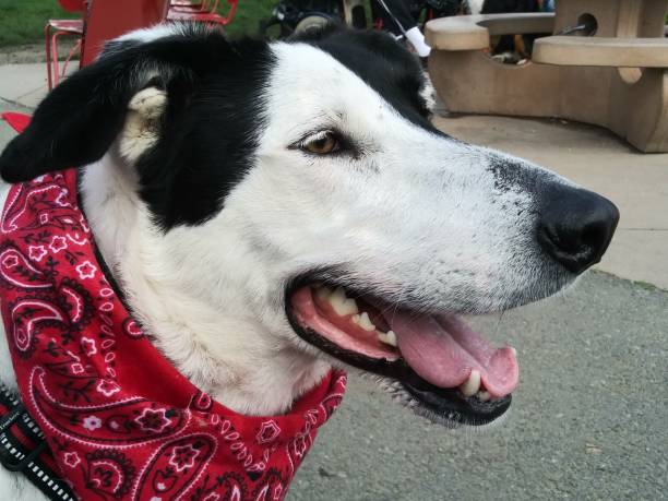 istock A border collie dog - very energized & excited - off-leash dog park 1134772402