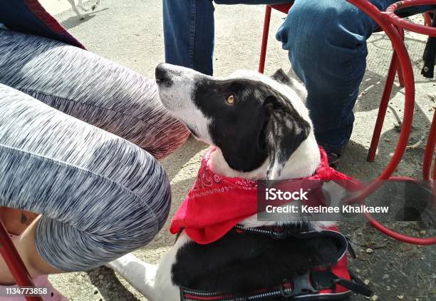 A Border Collie Dog Begging For Food Crumbs Offleash Dog Park Stock Photo - Download Image Now