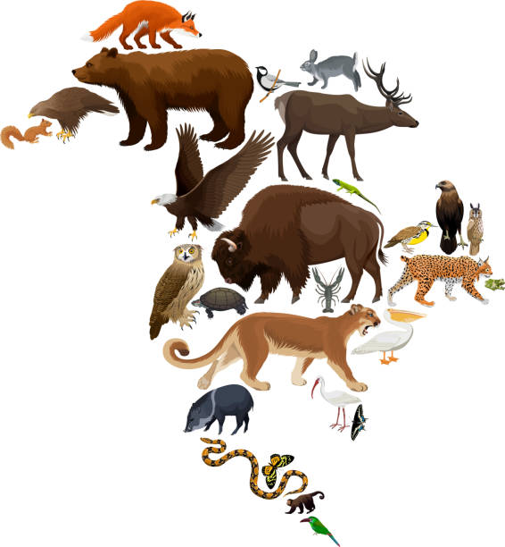 Vector North America fauna map, flat elements. Animals, birds, reptiles, insects and amphibian big set. Geography infographic illustration Vector North America fauna map, flat elements. Animals, birds, reptiles, insects and amphibian big set. Geography infographic illustration javelina stock illustrations