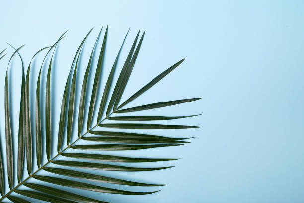 istock Coconut tropical palm leaf on light blue background. Minimal summer exotic concept template 1134776199