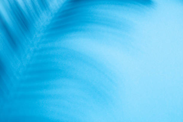 Coconut tropical palm leaf shadow on blue background. Minimal summer exotic concept template