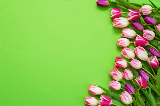 istock Pink tulips on green background. Top view, copy space. Greeting card. 1134776982
