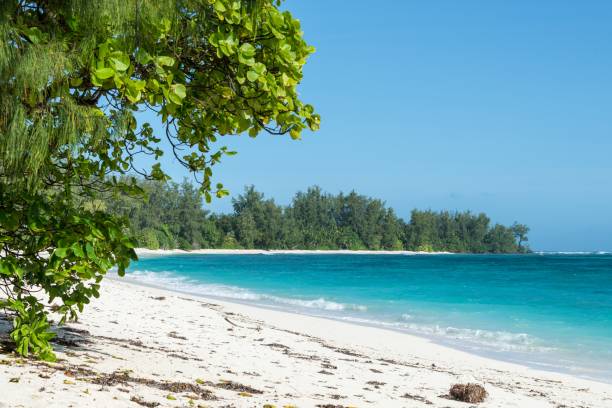 istock A tropical beach with white sand, tropical vegetation, and clear water. 1134777313