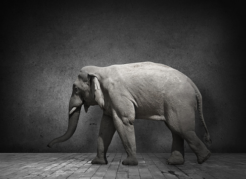 Elephant in domestic dark room