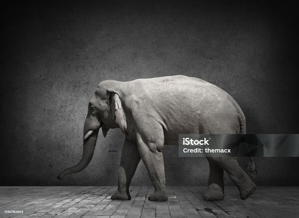 Elephant in domestic dark room Elephant Stock Photo