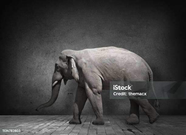 Elephant In Domestic Dark Room Stock Photo - Download Image Now - Elephant, Domestic Room, Indoors