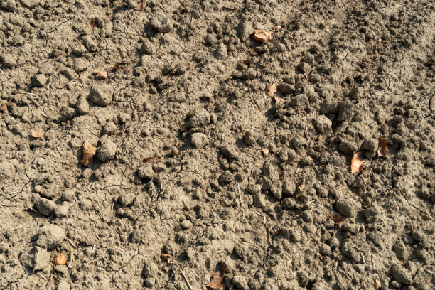 istock Barren and drought land 1134783074