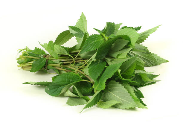 istock Fresh raw mint leaves isolated on white background 1134783827