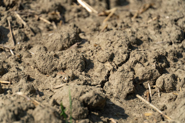 istock Barren and drought land 1134783828