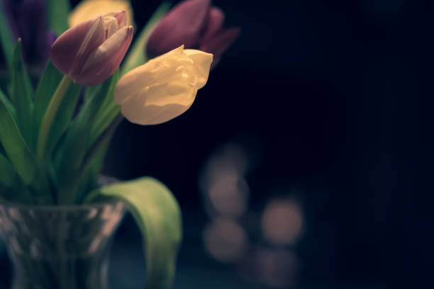 Red and yellow tulips arranged in a vase (in focus) with the flames from a living room's open fireplace in the background (defocused).  Belfast, Northern Ireland. Cross-processed